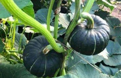 贝贝瓜早上吃还是晚上吃,早餐还是晚餐，哪个时间吃更养生？