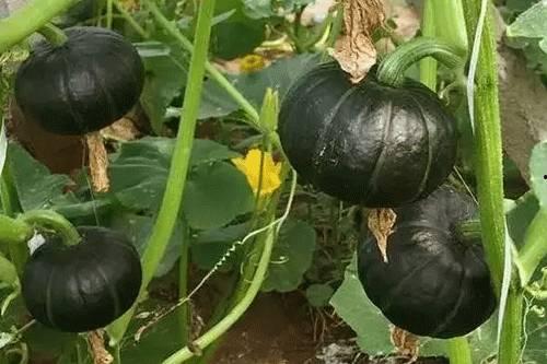 贝贝瓜早上吃还是晚上吃,早餐还是晚餐，哪个时间吃更养生？