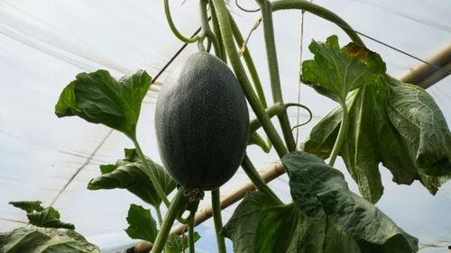 带你吃瓜东北夏天,带你吃遍夏日瓜果香