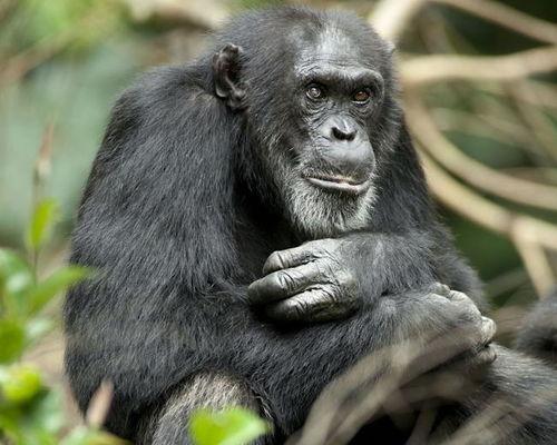 人类吃瓜返祖现场,一场返祖的狂欢现场